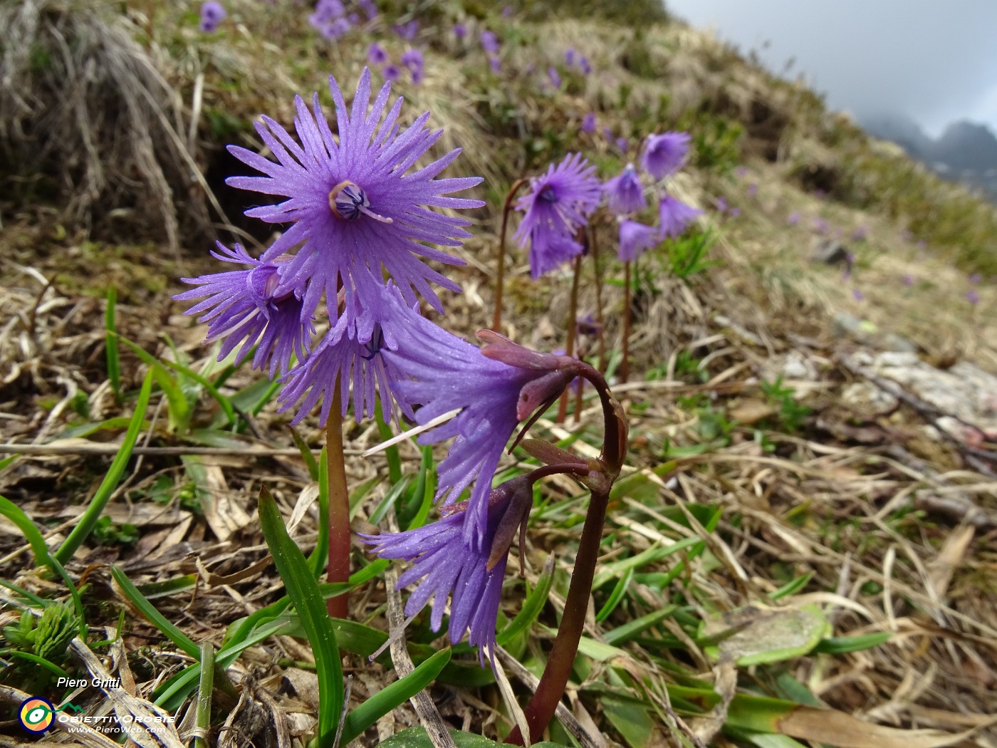 39 Soldanella alpina (Soldanella alpina).JPG